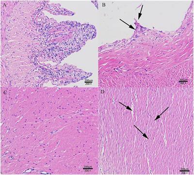 Transcriptome, intestinal microbiome and histomorphology profiling of differences in the response of Chinese sea bass (Lateolabrax maculatus) to Aeromonas hydrophila infection